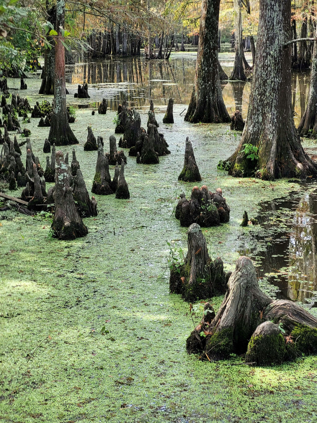 Reelfoot Lake: A Duck Hunter's Guide to Tennessee's Waterfowl Country